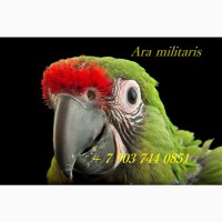 Солдатский ара (Ara militaris) - ручные птенцы из питомников Европы