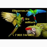 Солдатский ара (Ara militaris) - ручные птенцы из питомников Европы