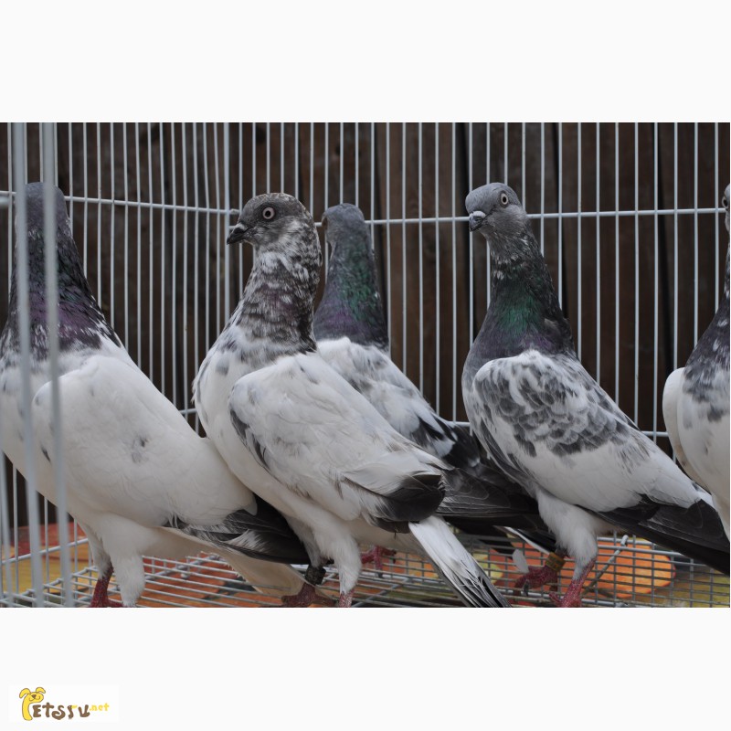 Фото 1/1. Венгерские голуби
