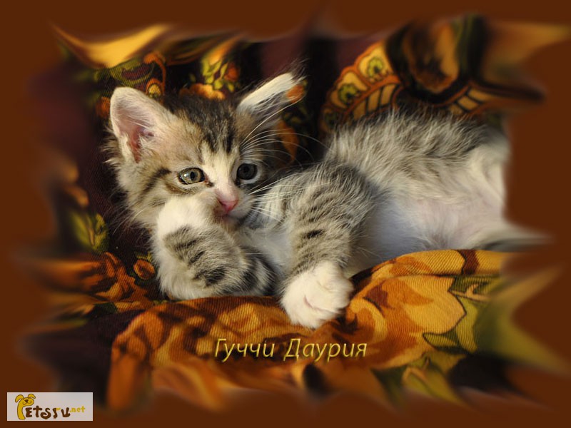 Фото 2. Сибирские клубные котята