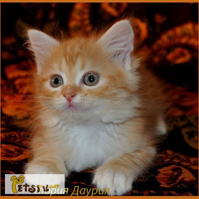 Фото 4. Сибирские клубные котята