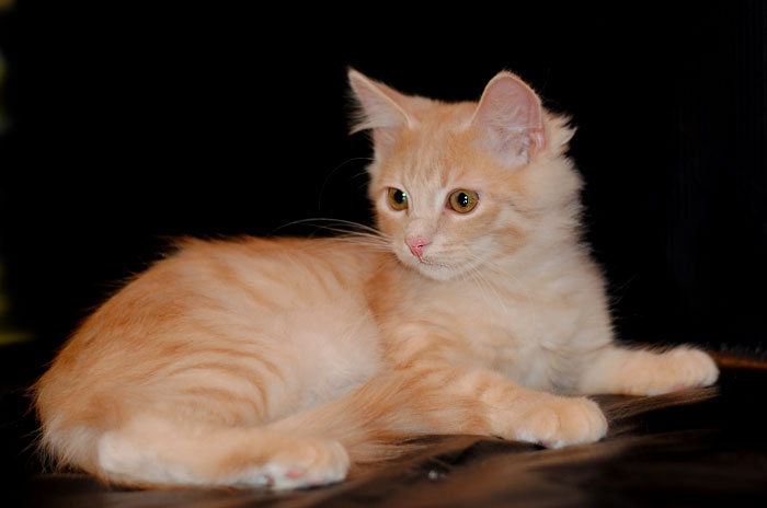 Фото 3. Сибирский котик с документами
