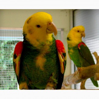 Желтоголовый амазон (Amazona ochrocephala magna) птенцы выкормыши из питомника