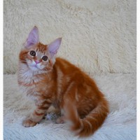 Котята мейн-кун рыжего окраса