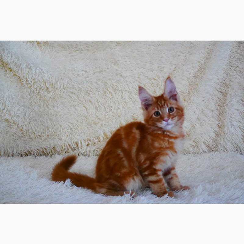 Фото 4. Котята мейн-кун рыжего окраса