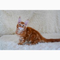 Котята мейн-кун рыжего окраса