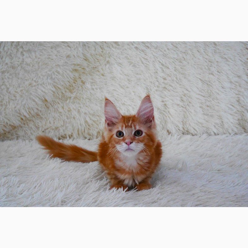 Фото 7. Котята мейн-кун рыжего окраса
