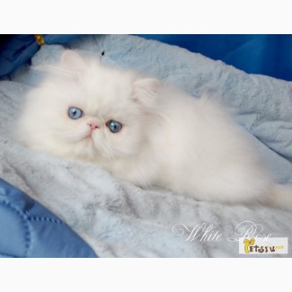 Персидские котята белого окраса голубоглазые
