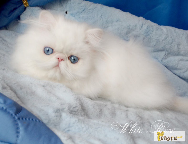 Персидские котята белого окраса голубоглазые