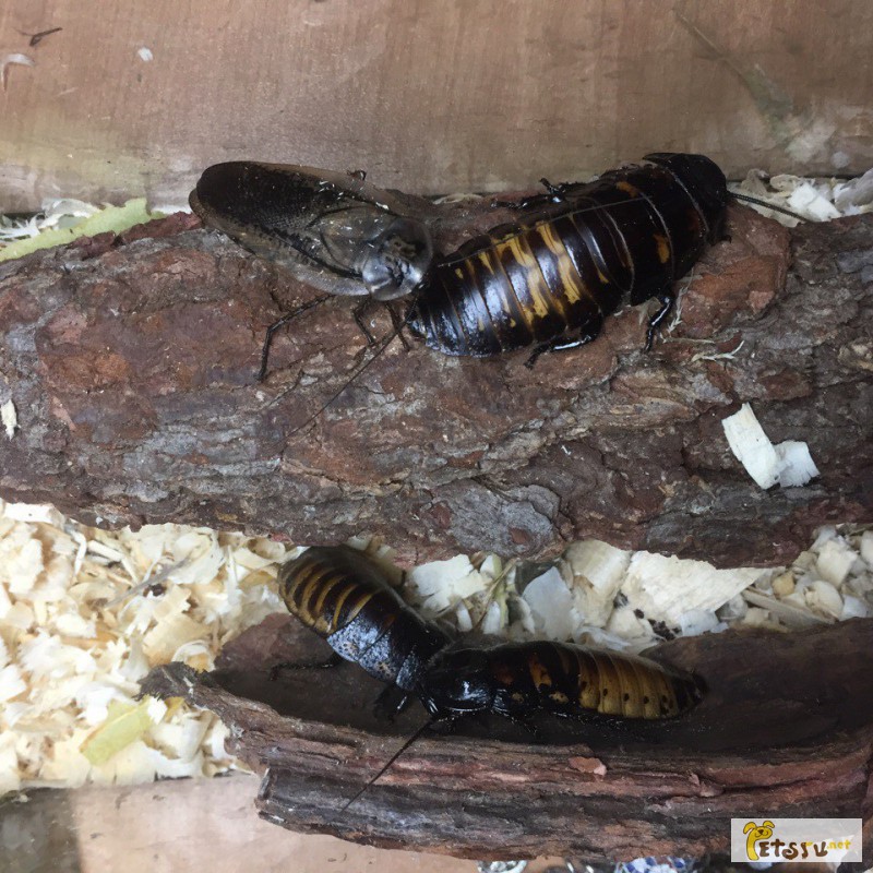 Фото 2/2. Мадагаскарские шипящие и крылатые тараканы