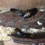 Мадагаскарские шипящие и крылатые тараканы