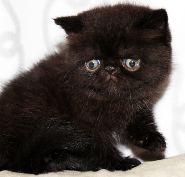 Фото 2. Экзотический чёрный котик