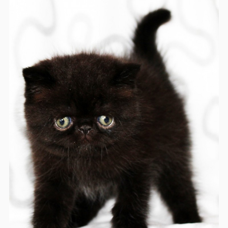 Фото 3. Экзотический чёрный котик
