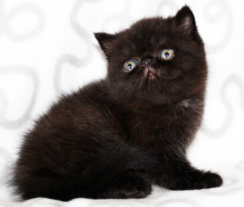 Экзотический чёрный котик