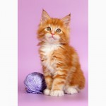 Предлагаются к продаже очаровательные котята Мейн Куны