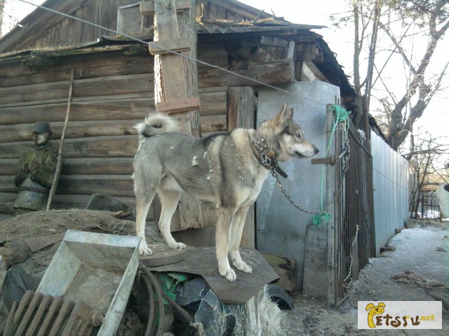 Фото 3. Охотнику отдам рабочую западно-сибирскую лайку 2.5 лет