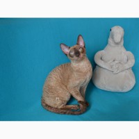 Роскошные котята Корниш рекса из профессионального питомника