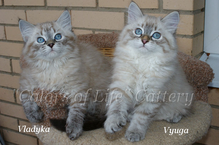 Фото 2. Невские маскарадные котята (Сибирский колор-поинт)
