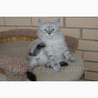 Невские маскарадные котята (Сибирский колор-поинт)