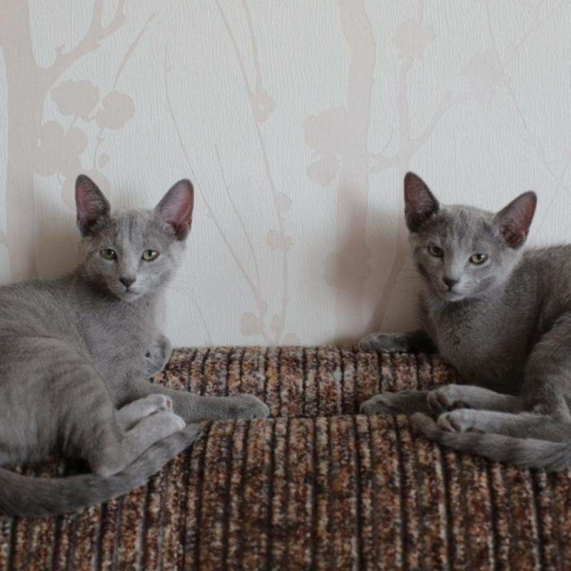 Фото 4. Продам котят русской голубой кошки