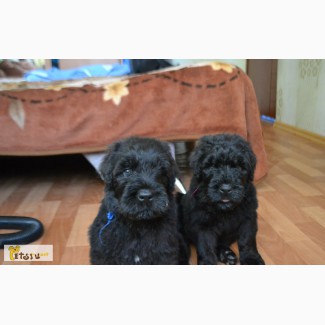 Продам щенков черного русского терьера в Ачинске