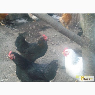 Заказ цыплят домашних в Лабинске