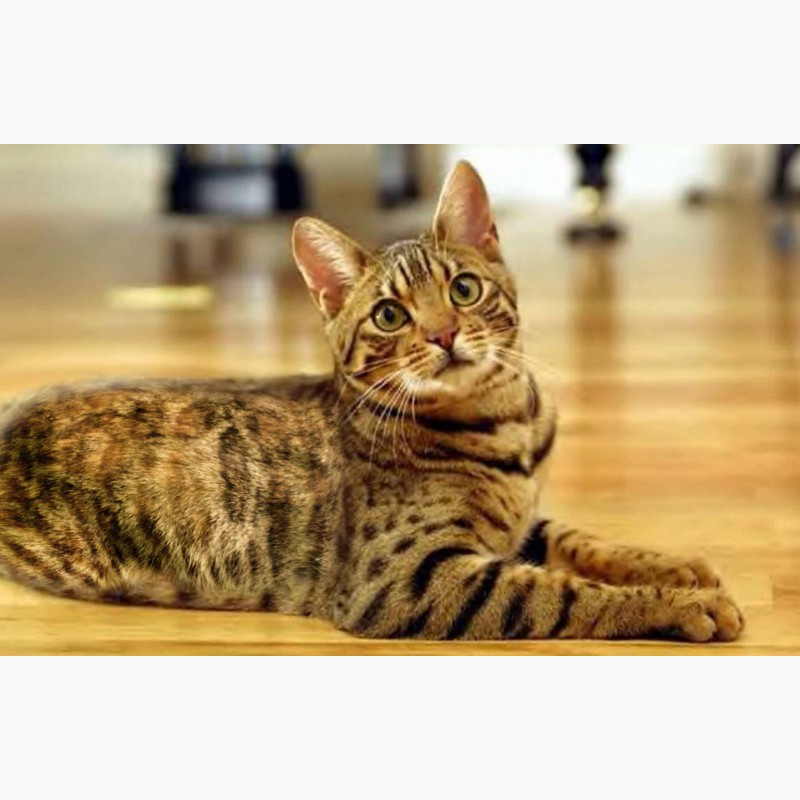 бенгальская кошка сколько стоит в московской области