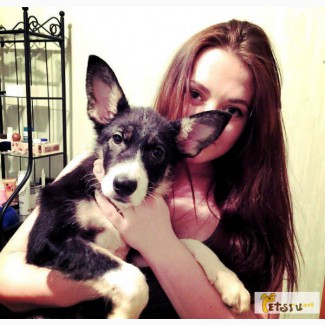 Ищет дом очаровательная щенок-девочка! в Санкт-Петербурге