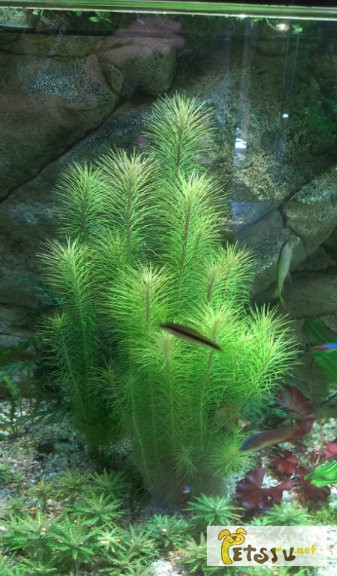 Фото 1/1. Растения аквариумные в Челябинске