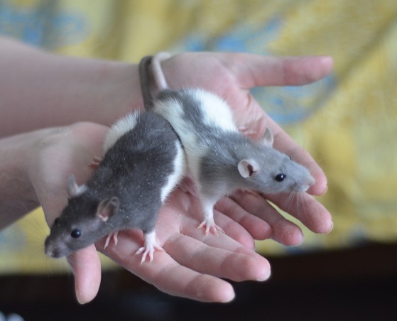 Фото 1/2. Ручные крысята разного окраса и возраста