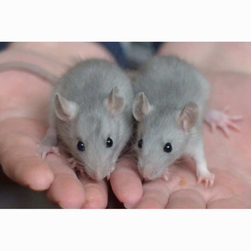 Фото 2/2. Ручные крысята разного окраса и возраста
