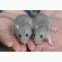 Ручные крысята разного окраса и возраста