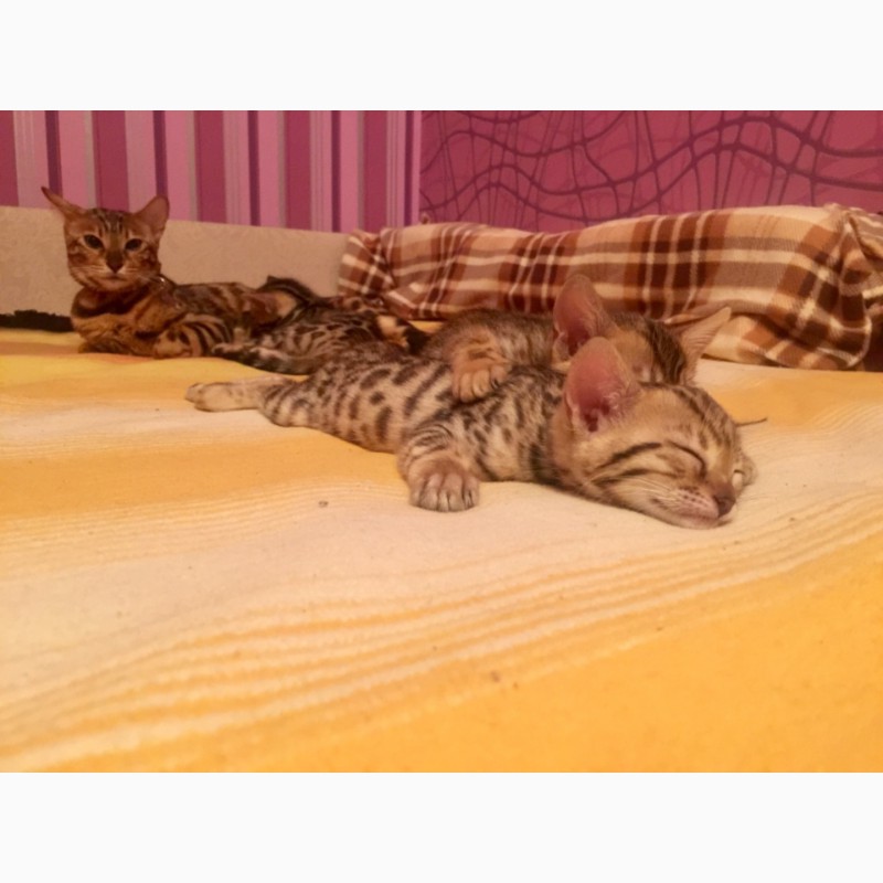 Фото 13. Бенгальские клубные котята, от титулованных родителей