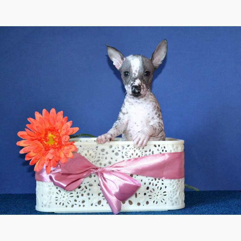Фото 3. Шикарные щеночки породы мини-мексиканская голая собака