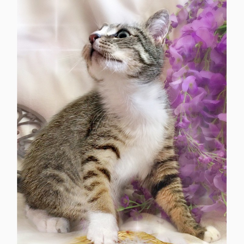 Фото 2. Лучезарный котенок Пиксель в дар