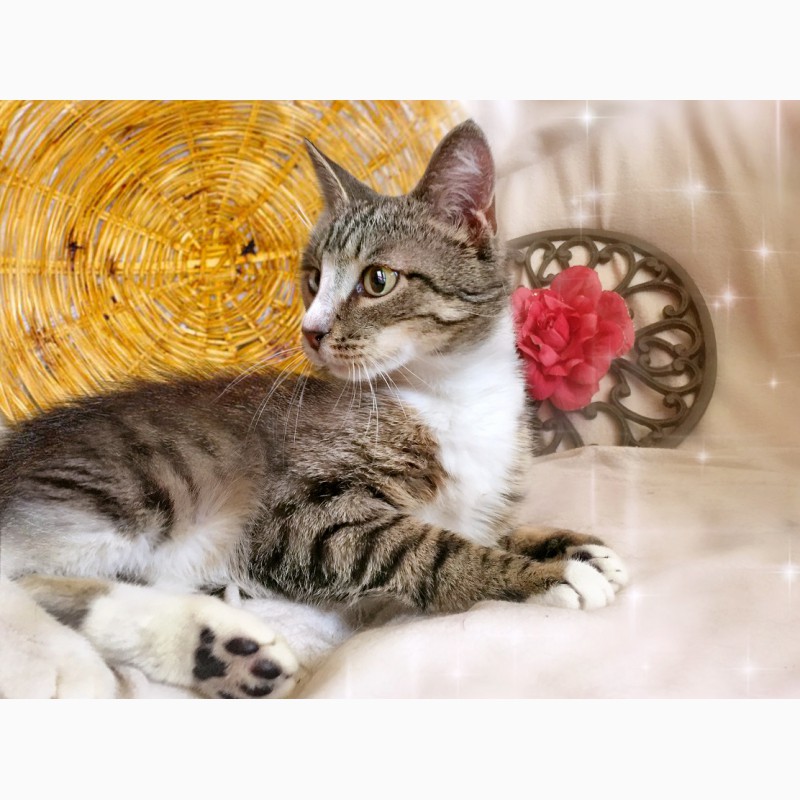 Фото 3. Лучезарный котенок Пиксель в дар