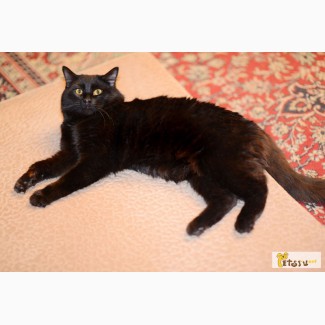 Фил - роскошный черный кот, метис мейн-куна в дар!
