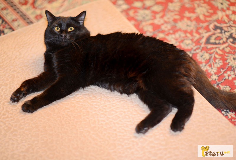 Фото 1/1. Фил - роскошный черный кот, метис мейн-куна в дар!
