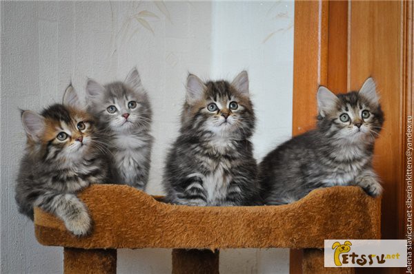 Сибирские котята - девочки, очень нарядные, все разные