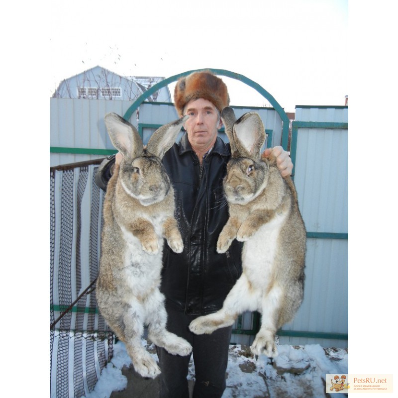 Фото 1/1. Кролики великаны бельгийский великан-фландр продажа