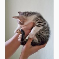Котенок Арамис - ушастое счастье в дар