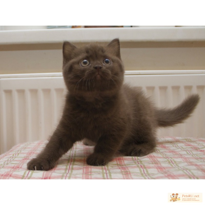 Фото 1/1. Британский шоколадный котик, 3 мес, циннамон носитель