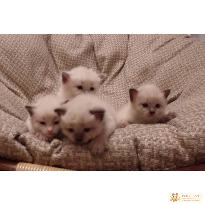 Продам очаровательных балинезийских котят без родословной