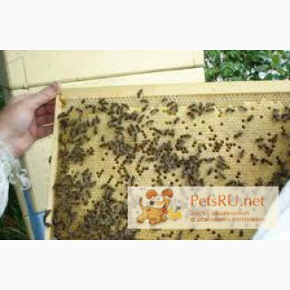 Пчелопакеты карпатка в Омске