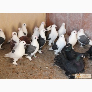 Продам бойных голубей (бакинцев) в Челябинске