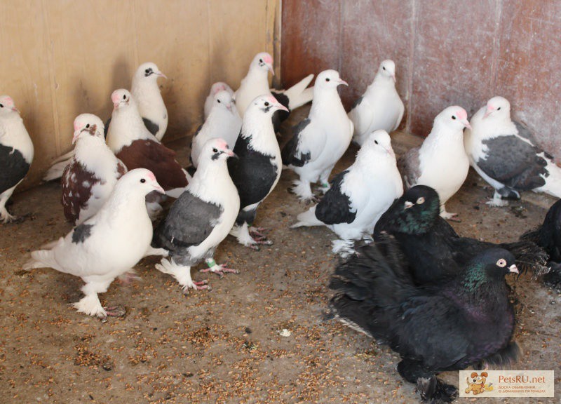 Продам бойных голубей (бакинцев) в Челябинске