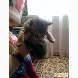 Котят от породистой кошки в Прокопьевске