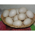 Инкубационные яйца перепелов и индоуток