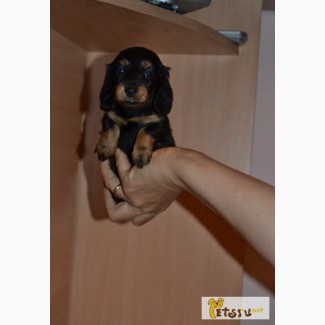 Продам щенка карликовой таксы в Таганроге