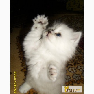 Котята персидской серебристой шиншиллы в России